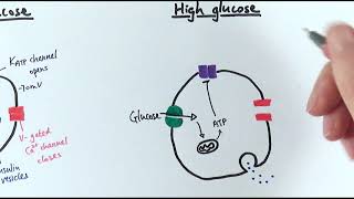 A2 Biology  Control of insulin secretion OCR A Chapter 143 [upl. by Anos]