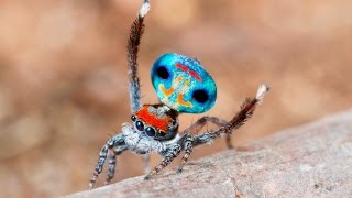 Peacock Spider 9 Maratus amabilis [upl. by Iaverne90]