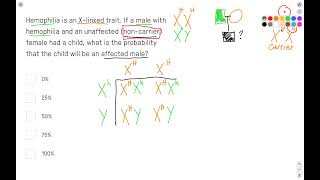 Xlinked inheritance and hemophilia Punnett square [upl. by Nnylekoorb]