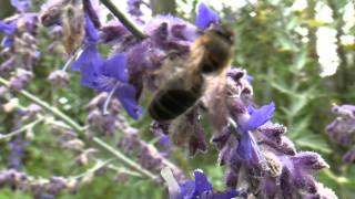 Abeille butinant des fleurs de Perovskia atriplicifolia [upl. by Hahsia601]