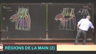 Anatomie des régions de la main 2 Membre supérieur 16 [upl. by Elyc]