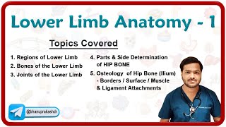 Lower Limb Anatomy  Osteology of the Hip Bone 🦴🦵 [upl. by Enimassej]