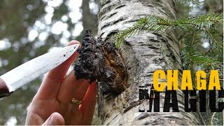 Chaga Hunting  How to find it and what to look for [upl. by Vasiliki553]