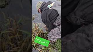 BIG PIKE RELEASE Let them go watch them grow pikefishing fishing [upl. by Eirrab]