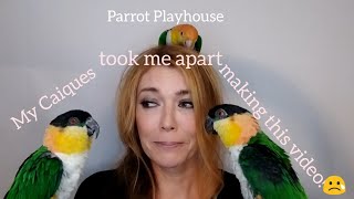 Caique Parrot Biting Screaming and Hormones  Caique Survival Tips [upl. by Yecniuq]