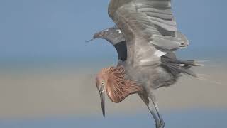 Reddish Egret 4K slow motion [upl. by Enyahs]