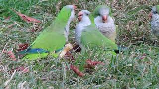 Wild Monk Parakeets Eating an Apple [upl. by Matthews]