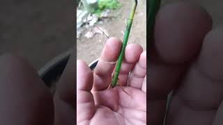 Horsetail plant propagation update [upl. by Philis514]