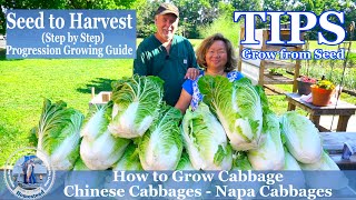 How to Grow Chinese Cabbage  Napa Cabbage  TIPS Growing Cabbage From Seeds [upl. by Eleda]