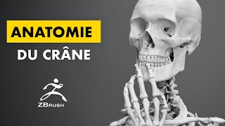 Anatomie du crâne humain pour ZBrush [upl. by Schoenburg825]