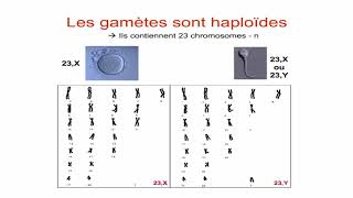 Généralités sur la procréation la méiose la spermatogenèse [upl. by Greyso]