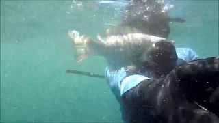 Testing Seac Sub Asso 135  Spearfishing Sydney [upl. by Song808]