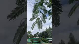 আমাদের গ্রাম ।প্রকৃতি shortsviral viral [upl. by Lynad]