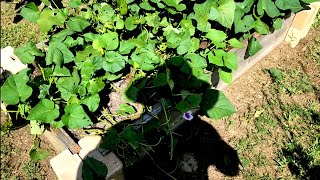 Growing Sweet Potatoes 🥔 Sept 2024 [upl. by Federico269]