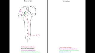 Basal ganglia and cerebellar lesions  ipsilateral or contralateral [upl. by Latisha]