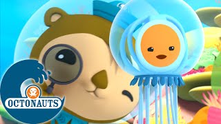 Octonauts  La Méduse Immortelle et lInvasion dOursins  Dessins animés pour enfants [upl. by Cassella]