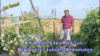 khu ntseeg txiv lwg suav  Réparer les tuteurs de tomates [upl. by Raynah882]