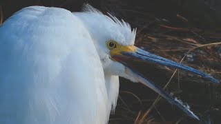 Snowy egret call sound flying fishing  Bird [upl. by Enogitna]