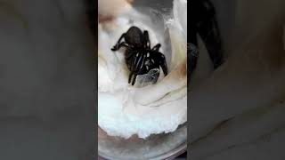 Deadly Funnel Web Spider Unboxing [upl. by Imugem]