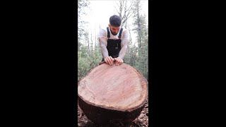 This piece of oak is diabolically large 😮‍💨 wood woodchopping shorts [upl. by Erikson]