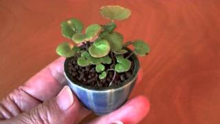 ツワブキK（つわぶき・艶蕗 盆栽）Farfugium japonicum bonsai [upl. by Aisetal144]