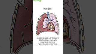 What is a Tension Pneumothorax  Lecturio Emergency Medicine [upl. by Rumit184]