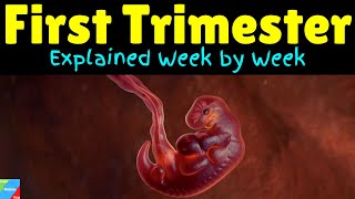 First Trimester of Pregnancy Week by Week  First Trimester [upl. by Arabelle]