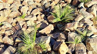 SelfSeeded Washingtonia Filifera in Scottsdale Arizona [upl. by Ciardap]