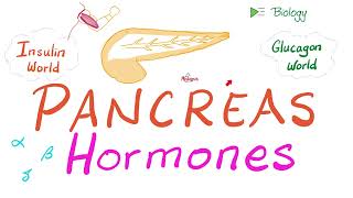 The Endocrine Pancreas Insulin Glucagon amp Somatostatin [upl. by Einallem]