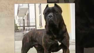 CANE CORSO GUARDIAN [upl. by Ignacius]