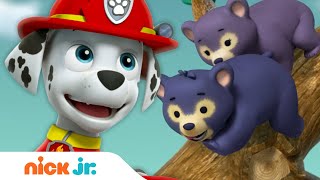 PAW Patrol Pups Rescue Bears With Yummy Treats 🐻 w Marshall Skye Everest amp Chase  PAW Patrol [upl. by Howe]