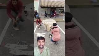 Ice bear video shorts funny prank animals comedy trending bear varunbundela comedyprank [upl. by Luaped306]