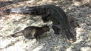 Divertido ENFRENTAMIENTO entre un GATO 🐱 y un COCODRILO 🐊 [upl. by Carilla]