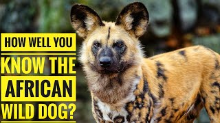 African Wild Dog  Description Characteristics and Facts [upl. by Aiveneg301]