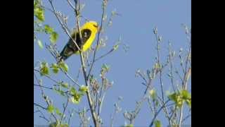 Volungė  Golden Oriole [upl. by Danita]