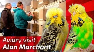 EXHIBITION BUDGERIGAR BREEDER Alan Marchant United Kingdom Budgie Planet MUHABBET perruche peri [upl. by Amandi]