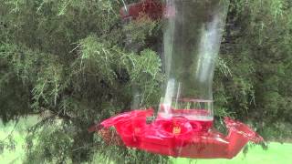 Hummingbirds and Sugar Water Recipe and feeder care [upl. by Yerg643]