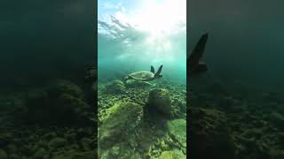 Snorkeling with Hawaiian Green Sea turtles [upl. by Ahsak27]