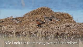 Hudsonian godwits 2024 [upl. by Riha374]