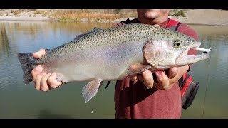 Trout Attack Small Swimbait [upl. by Jelks]