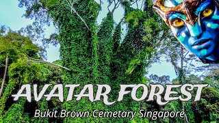 Avatar Forest Bukit Brown Cemetary 4k Dji Osmo Pocket 3 Dji Neo [upl. by Gebelein]