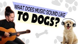 What Does Music Sound Like To Dogs [upl. by Fisken784]