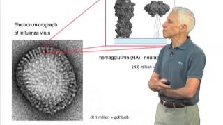 Stephen Harrison The Influenza Virus and Hemagglutinin Protein [upl. by Yesnek]