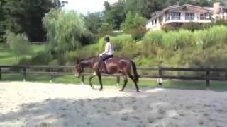 Dressage Mule Berni and Ryan Submission 1 [upl. by Swihart]