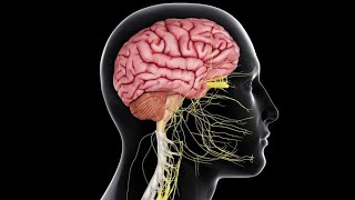 CNS 4  Somatic sensations  Physiology Crash Course  DrNagi  Arabic [upl. by Mcintosh]