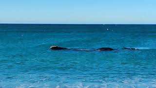 Puerto Madryn avistamiento de ballenas en Las Canteras área El Doradillo [upl. by Avril]