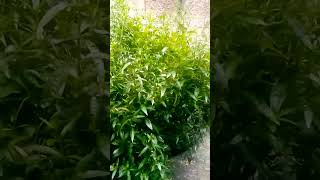 SERPENTINA PLANT herbal medicine satisfying short herbal viral shortvideo subscribe [upl. by Javed]