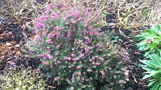 Erica winterheide darleyensis snoeien [upl. by Ayekehs]