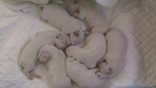 Dalmatian Puppies from Birth to 2 Months of Age [upl. by Naret762]