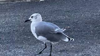 Limping Seagull [upl. by Roselba585]